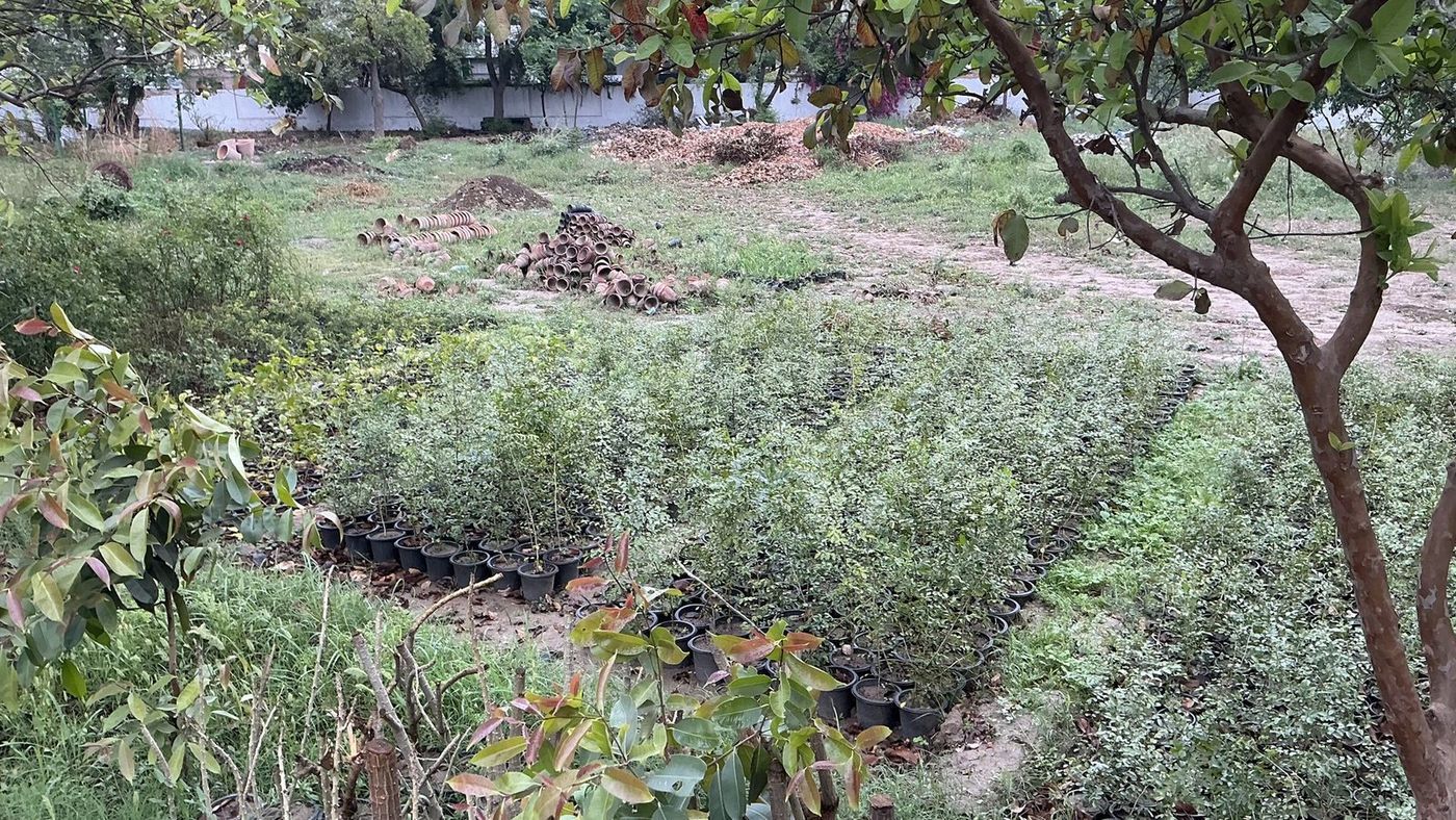 Rows of potted nursery plants laid out among the graves