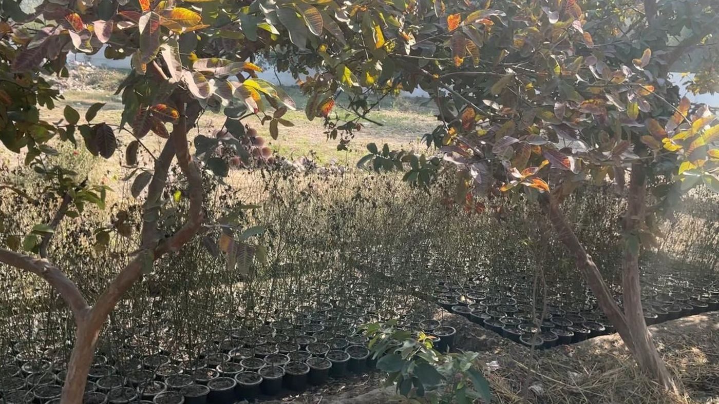 Close view of black nursery pots under the graveyard trees